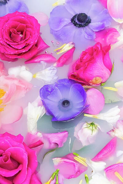 Close up background of fresh summer flowers