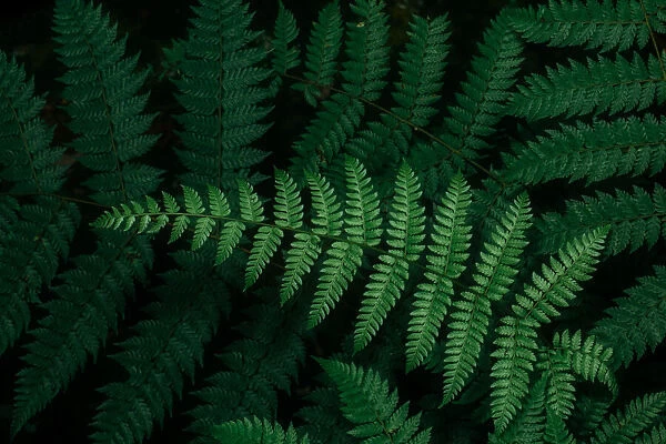 Close-up view of tropical fern leaf