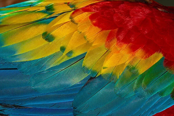 Close Up of Vibrant Coloured Feathers of Green Winged Macaw