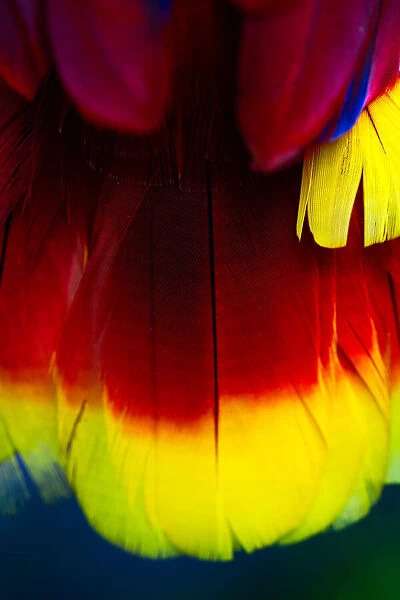 Close up of vibrant coloured feathers of green winged macaw