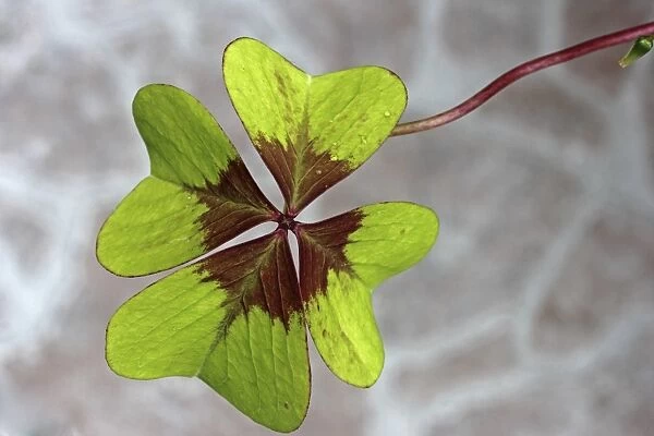 Clover, trefoil -Trifolium-, close-up, lucky charm