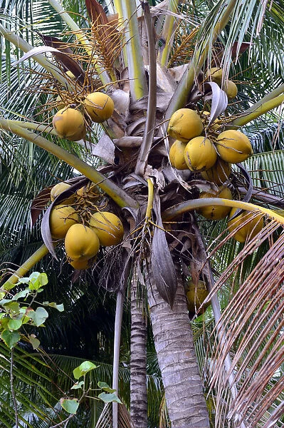 Coconuts on a Coconut Palm -Cocos nucifera-, Lovina, North Bali, Bali, Indonesia