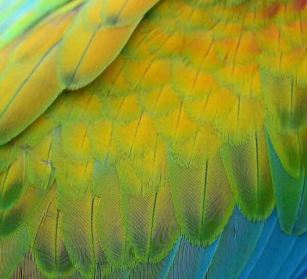 Colorful feathers Macaw