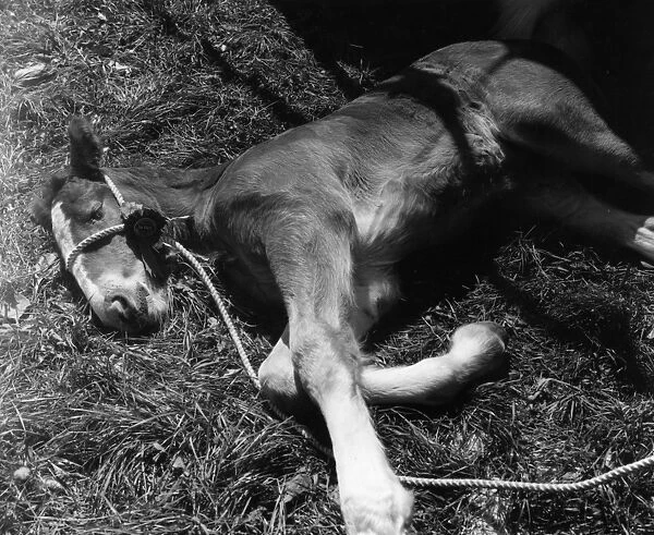 Colt Nap. 22nd May 1952: A two week old Clydesdale foal asleep after winning