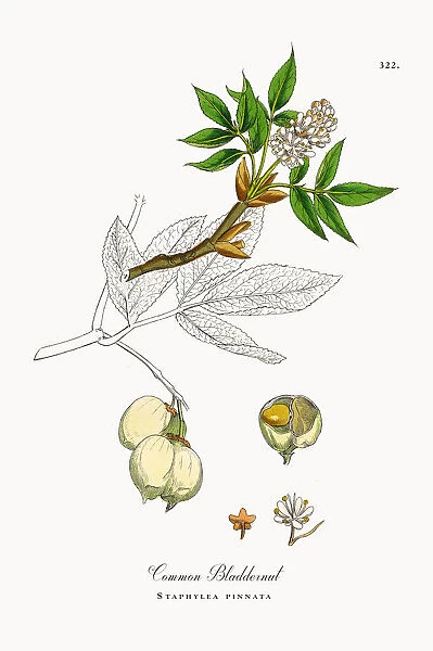 Common Bladdernut, Staphylea pinnata, Victorian Botanical Illustration, 1863