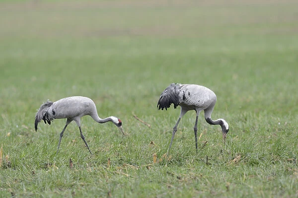 Common Cranes -Grus grus-, Brandenburg, Germany