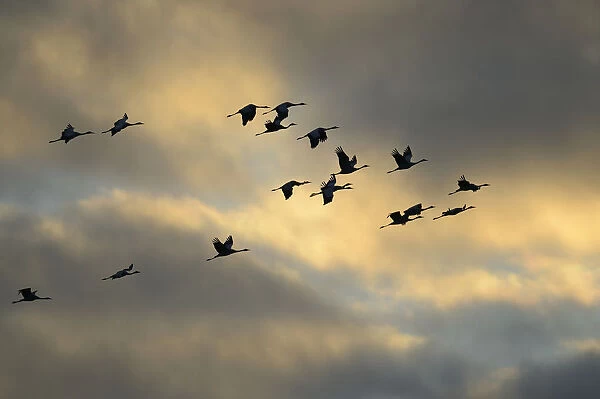 Common Cranes -Grus grus- in flight, Brandenburg, Germany