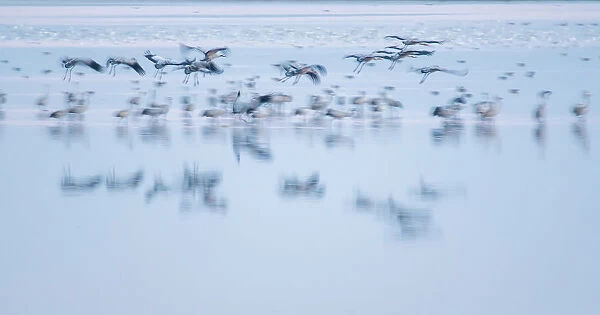 Common Cranes -Grus grus- flying over water, Hortobagy, Hungary
