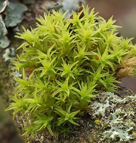 Common Hair Cap Moss, Common Hair Moss or Great Goldilocks -Polytrichum commune-, Thuringia, Germany
