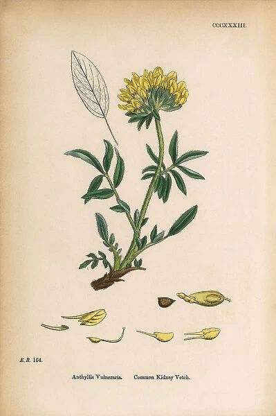 Common Kidney Vetch, Anthyllis vulneraria, Victorian Botanical Illustration, 1863
