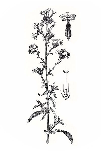 Common Leadwort (Plumbago europaea)