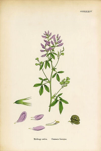 Common Lucerne, Medicago sativa, Victorian Botanical Illustration, 1863