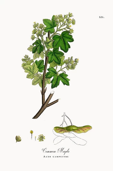 Common Maple, Acer campestre, Victorian Botanical Illustration, 1863