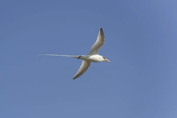Common Tern -Sterna hirundo- in flight with fish in its beak, Wagejot Nature Reserve, Texel, West Frisian Islands, province of North Holland, Netherlands