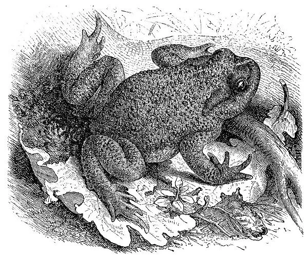 Common Toad (Bufo vulgaris)