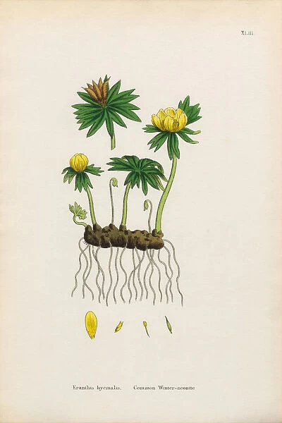Common Winter Aconite, Eranthus hyemalis, Victorian Botanical Illustration, 1863