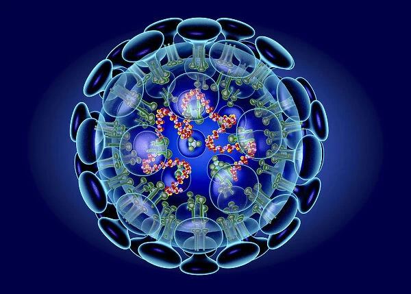 Coronavirus structure, illustration