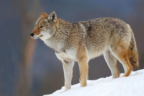 Coyote on Hill