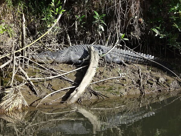 Crocodile at Daintree National Park