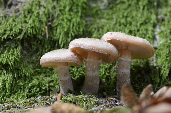 Dark Honey Fungus -Armillaria ostoyae-, Emsland, Lower Saxony, Germany