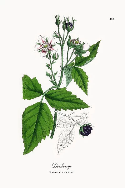 Dewberry, Rubus caesius, Victorian Botanical Illustration, 1863