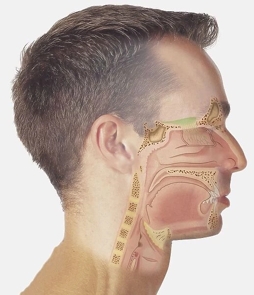 Diagram of nasal passages overlaid on a human head