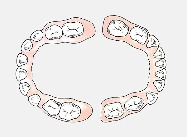 Diagram of upper and lower teeth of a baby