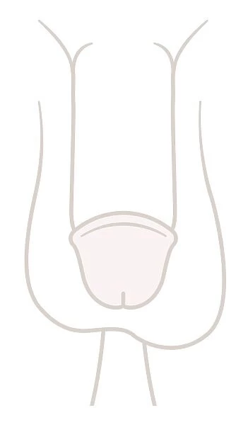 Digital illustartion of circumcised penis and testis, close-up