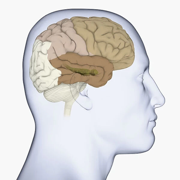 Digital illustration of head in profile showing frontal, parietal and temporal lobes, and hippocampus (green) in brain