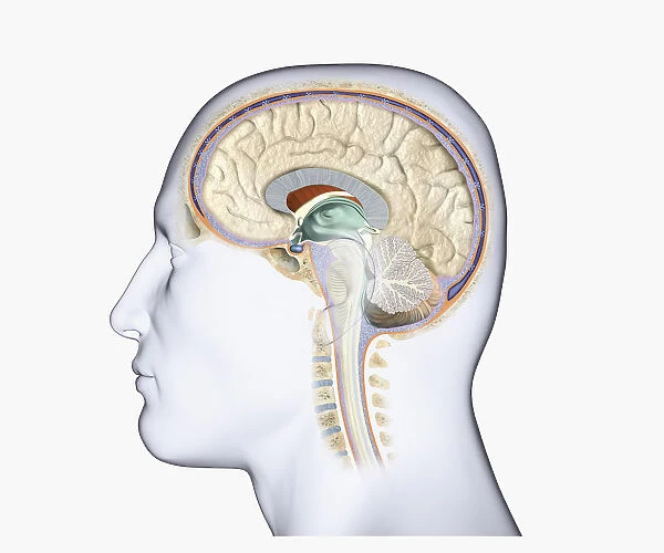 Digital illustration of head in profile showing brain and spine