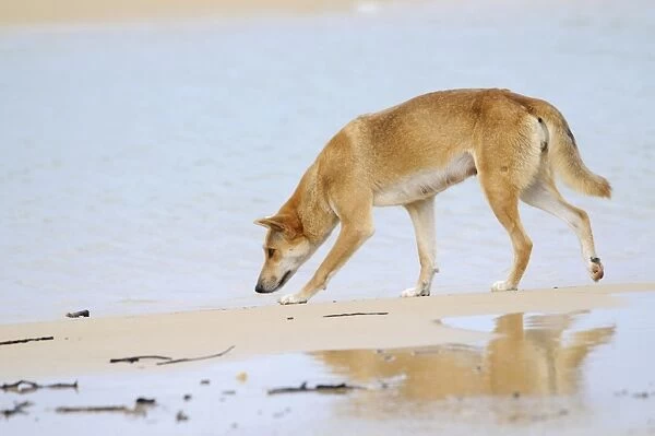 Dingo (Canis lupus dingo), Fraser Island, Australia
