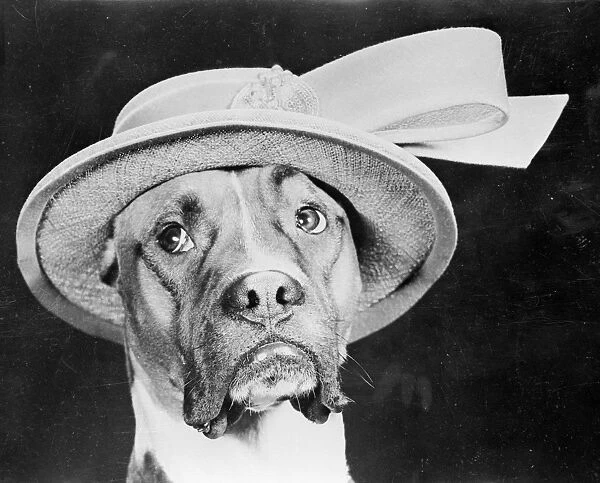 Doggy Hat. September 1950: A mournful looking boxer dog called Jefferson