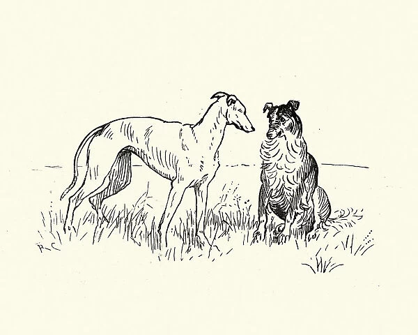 Two dogs, Greyhound and collie