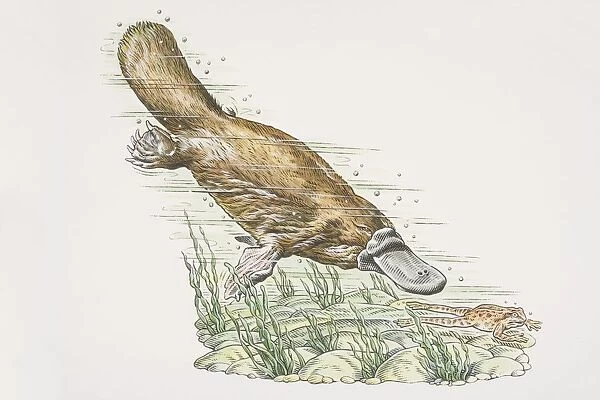 Duck-billed Platypus (Ornithorhynchus anatinus) diving and chasing frog (anura) underwater, side view