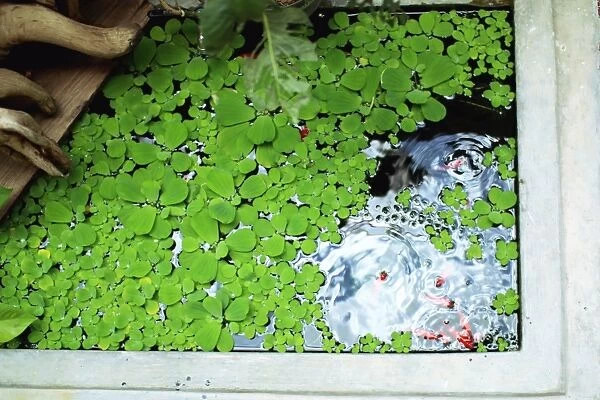 Duckweed and fish in a home pond