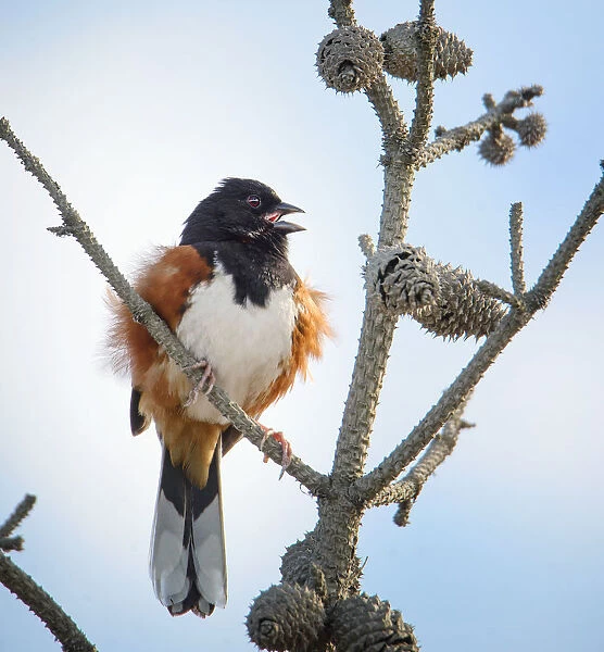 Eastern Towhee in Pines at Fire Island Lighthouse