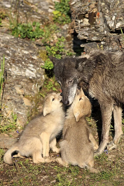 Eastern Wolf -Canis lupus-, female with a begging pups, eight weeks, captive, Montana, United States