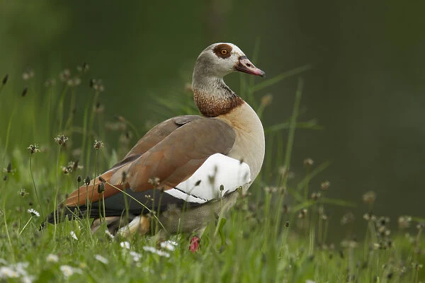 Egyptian Goose -Alopochen aegyptiacus-, Oesinghausen, Bergisches Land, North Rhine-Westphalia, Germany