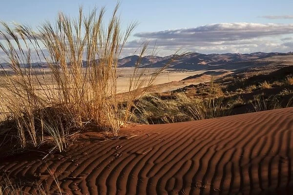 Elim Dune, view onto grass steppe at Sesriem Camp, Namib Desert, Namib Naukluft Park