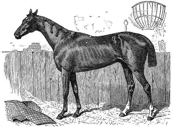 English breed horse