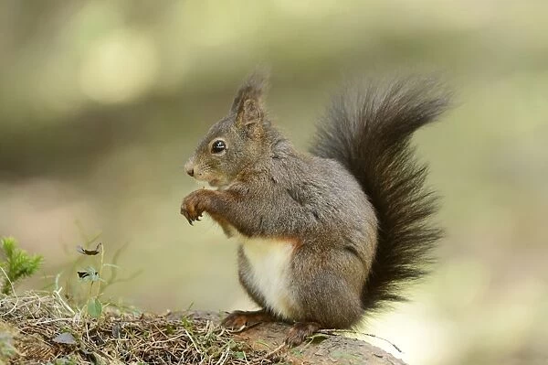 Eurasian Red Squirrel -Sciurus vulgaris- during feeding, Graubunden, Canton of Graubunden, Switzerland