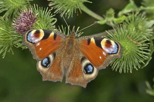 European Peacock or Peacock Butterfly -Inachis io- in search of nectar on a Greater Burdock -Arctium lappa-, Baden-Wurttemberg, Germany