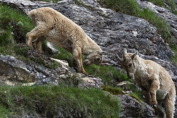 Two female Alpine Ibexes -Capra ibex-, Graubuenden, Switzerland