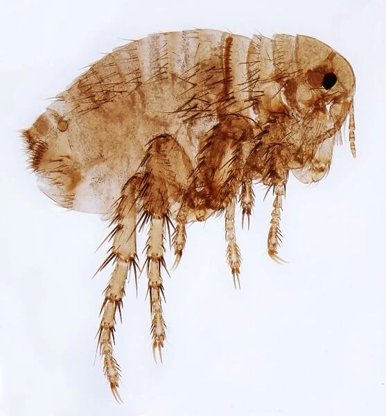 Female flea, LM