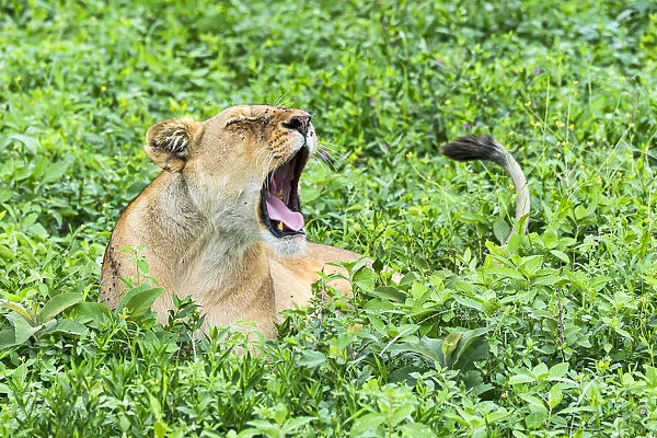 Ffly-ridden Lioness -Panthera leo-, Ndutu, Tanzania