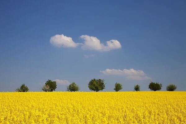 Field of Rape or Canola -Brassica napus- with trees at the rear