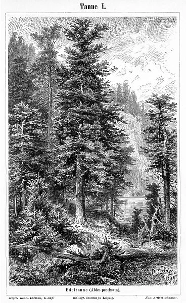 Fir tree engraving 1895