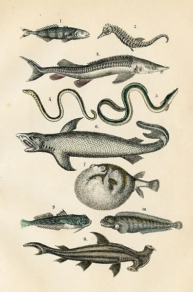 Fish: hammerhead shark, seahorse, puffer, lamprey engraving 1872