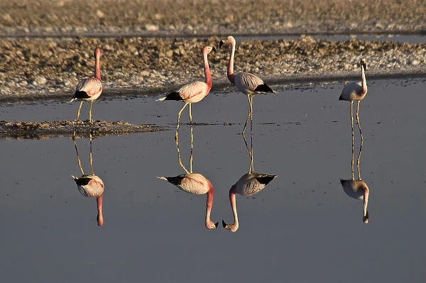 Flamingos (Phoenicopteridae), San Pedro de Atacama, Atacama Desert, Chile, South America
