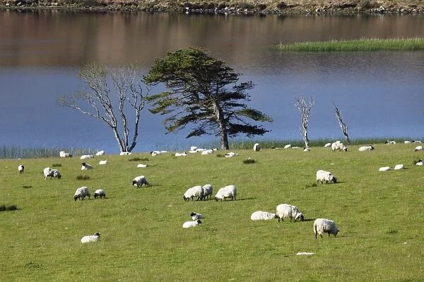 Flock of sheep on pasture, Ballynakill Lake, Connemara, County Galway, Republic of Ireland, Europe